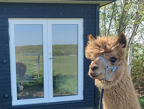 Velkommen til Alpacapark